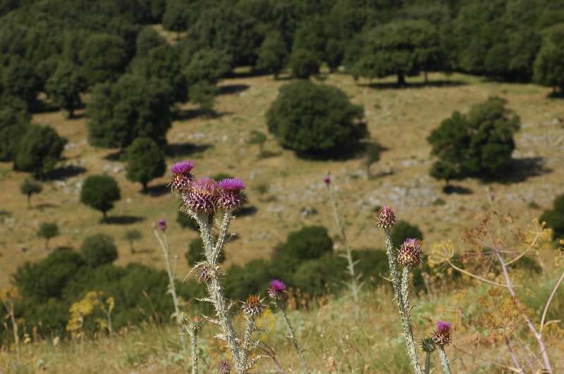 Un giro per le Madonie